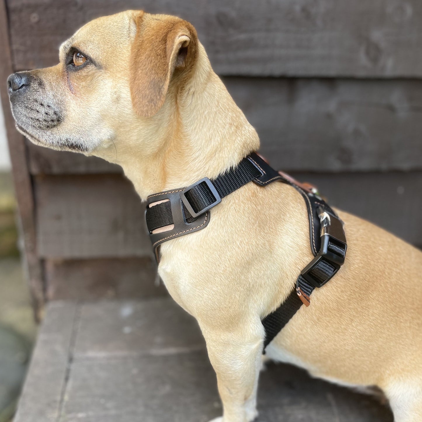 Black Leather Harness