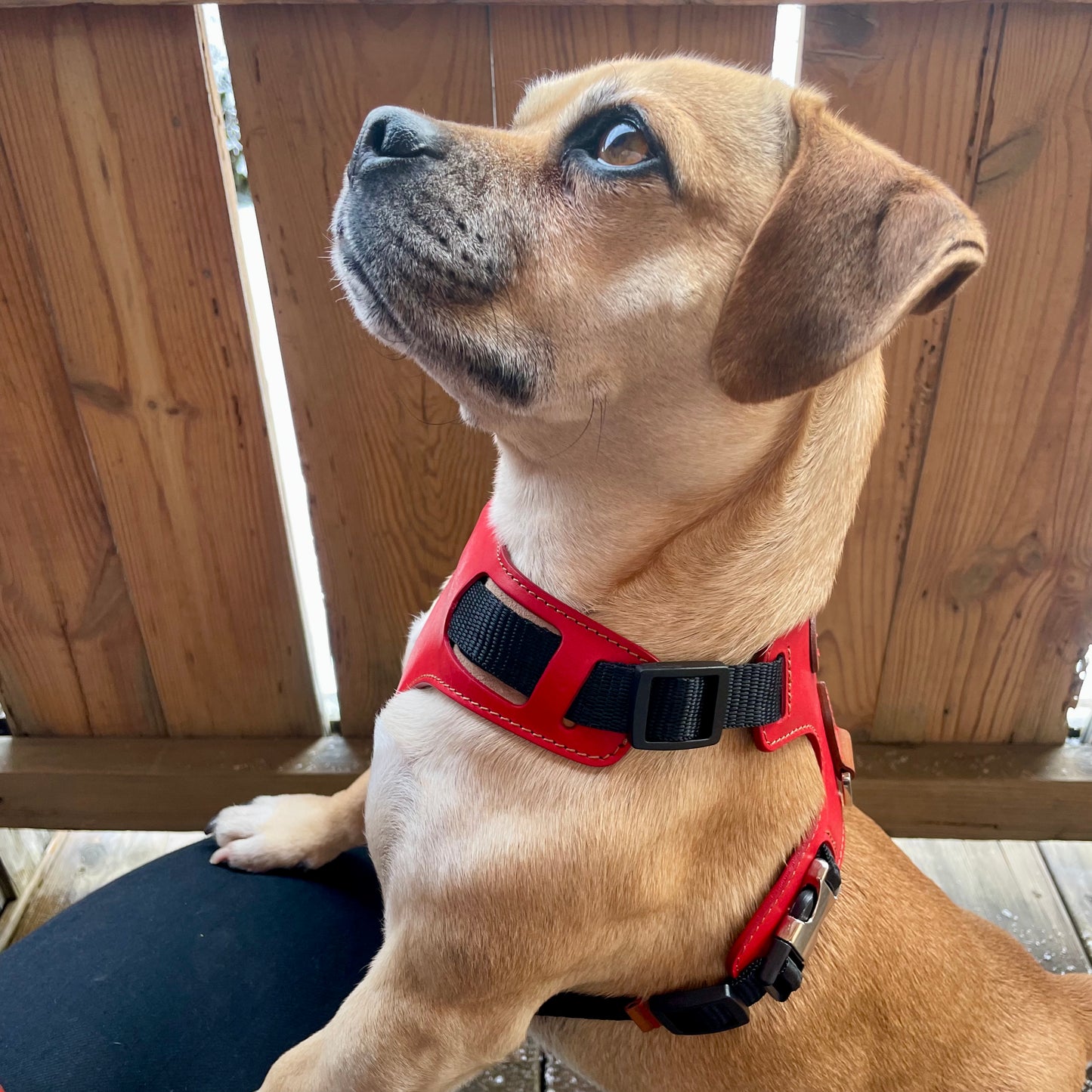 Red Harness & Lead Set